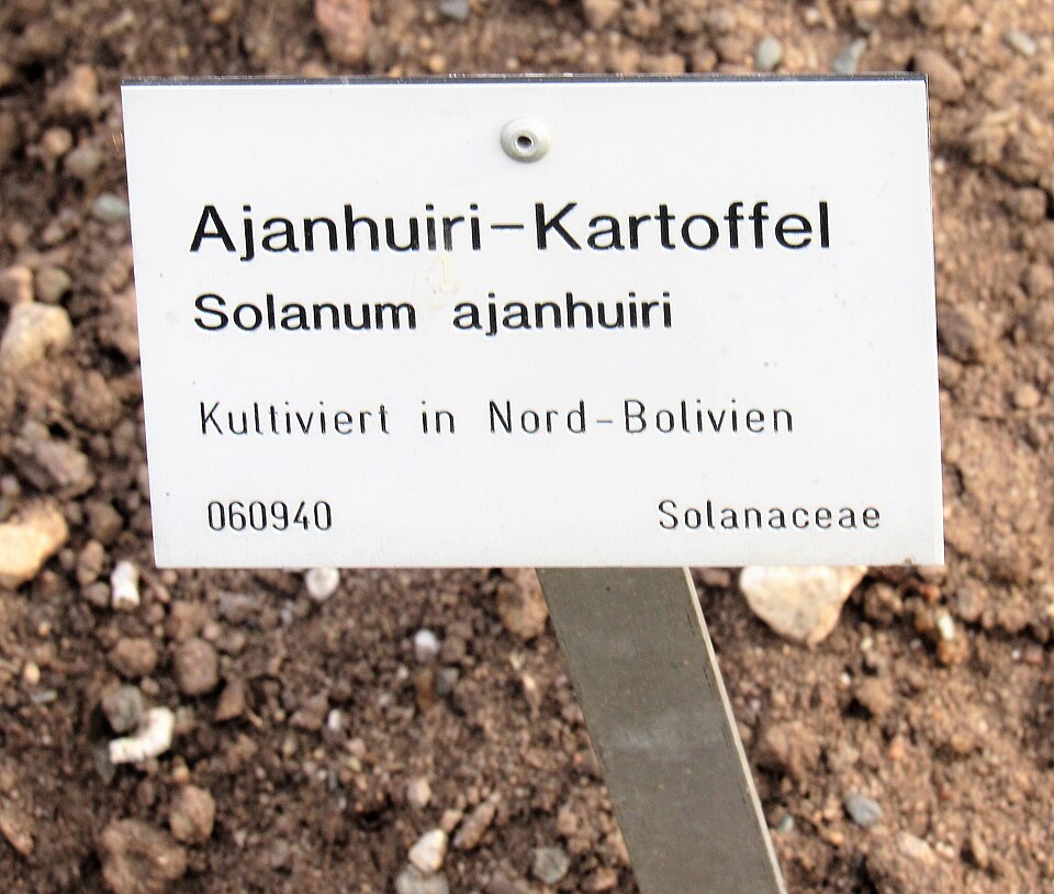 Ajanhuiri