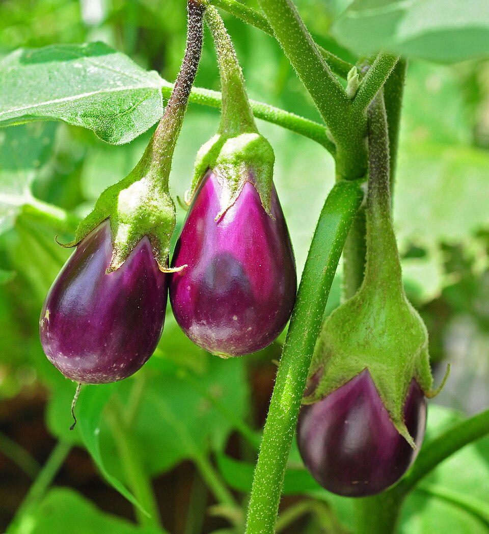 Vânătă — Solanum melongena