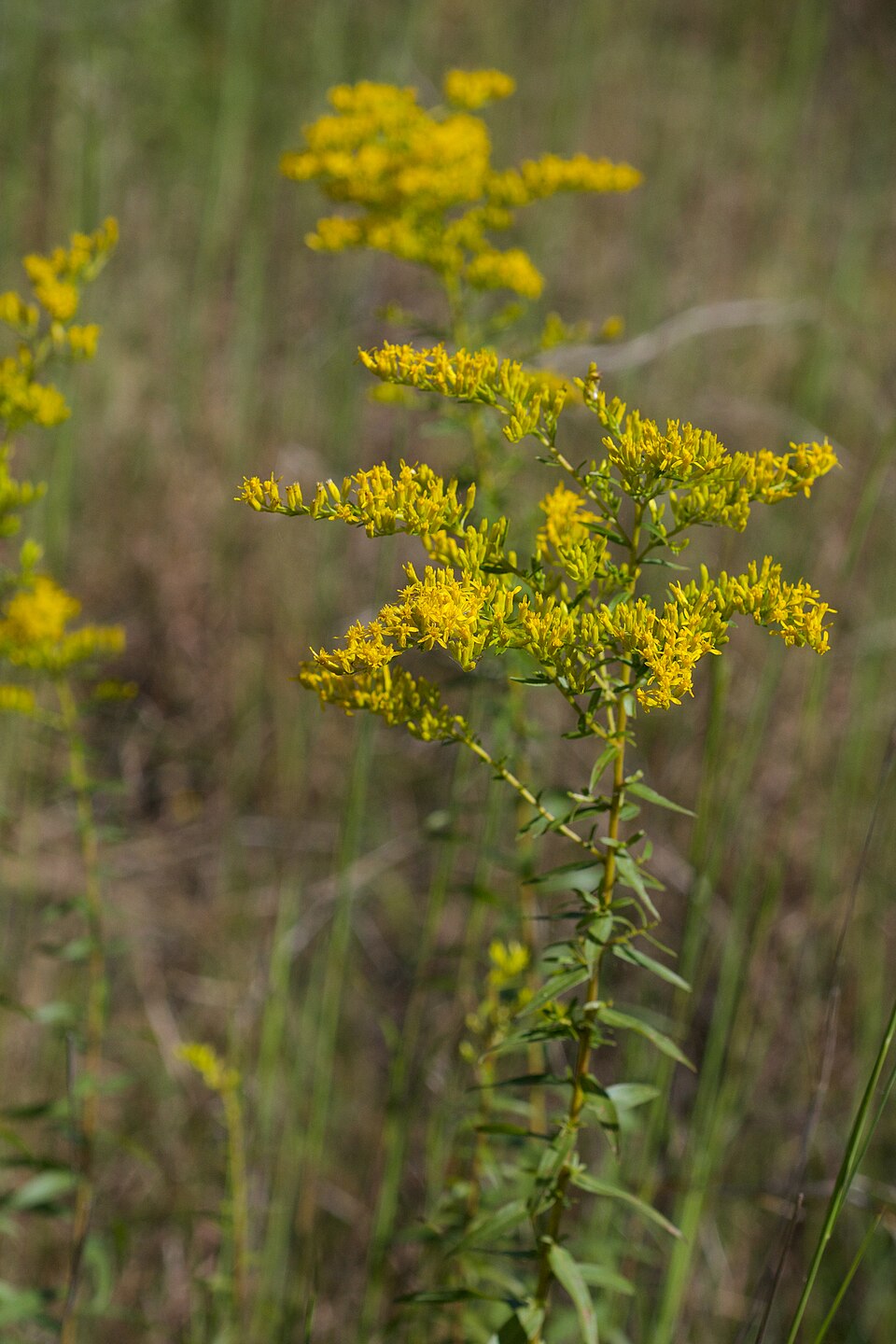 Goldenrod cu miros de anason