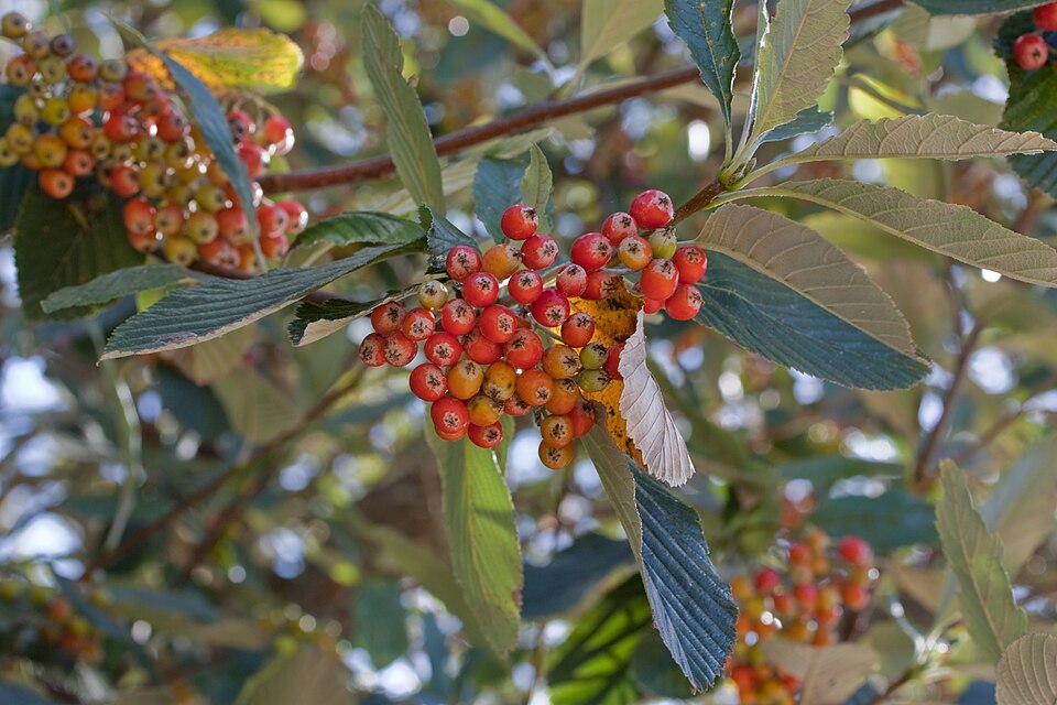 Alburn — Sorbus aria