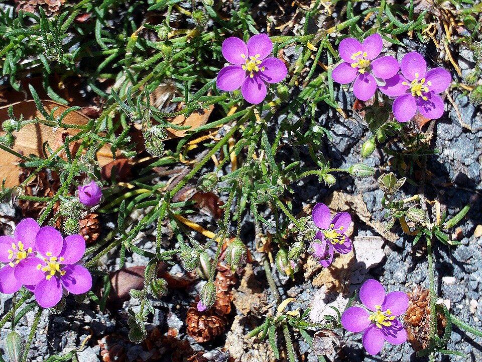 Spergularia roșie — Spergularia rubra