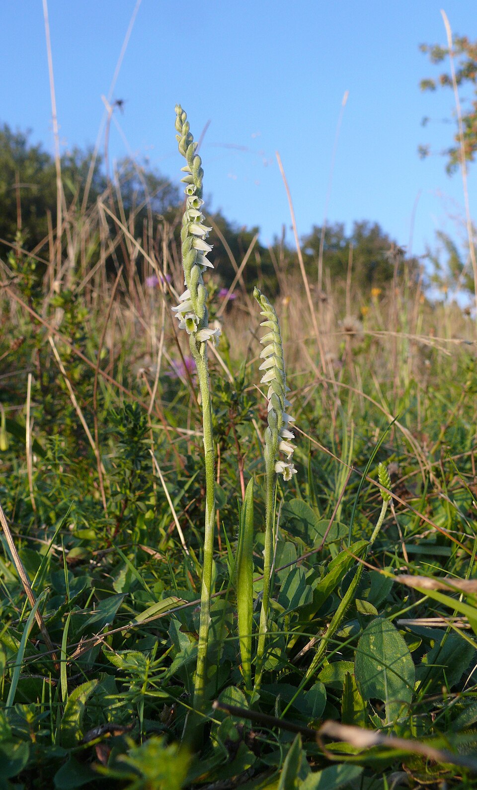 Colierul toamnei — Spiranthes spiralis