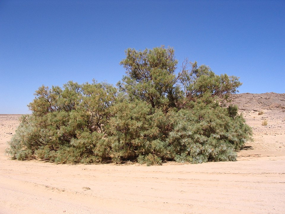 Athel Tamarisc
