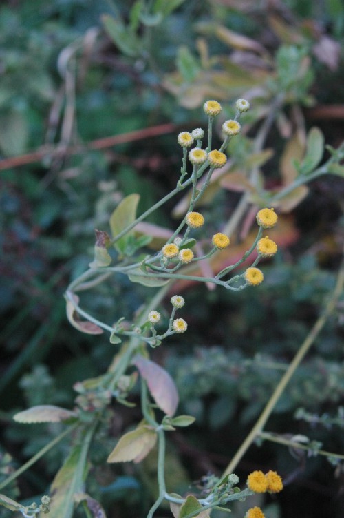 Alecost — Tanacetum balsamita
