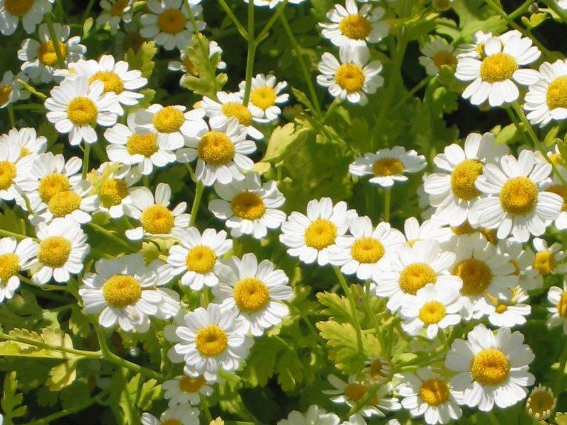 Feverfew — Tanacetum parthenium