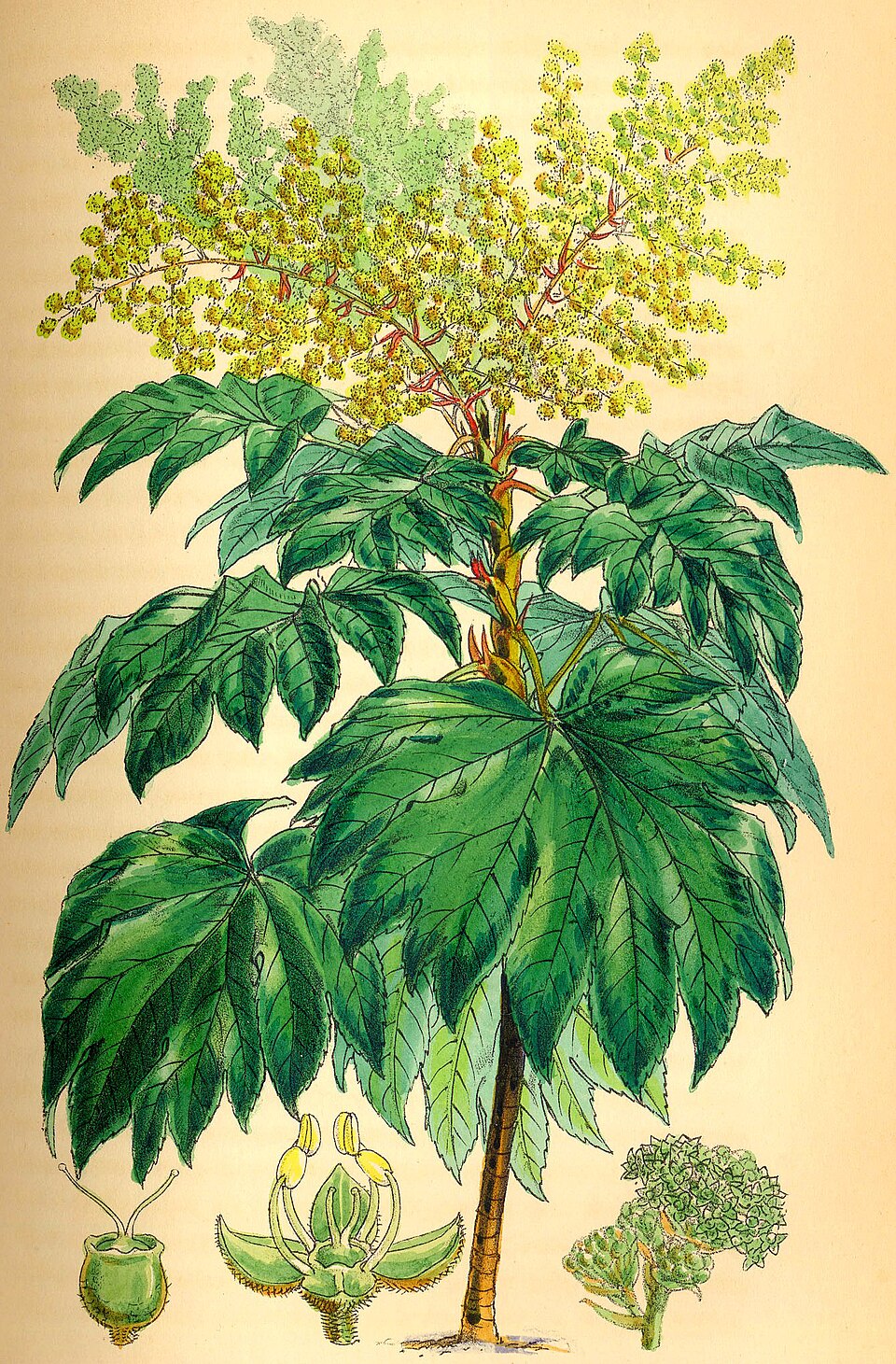 Planta de hârtie de orez