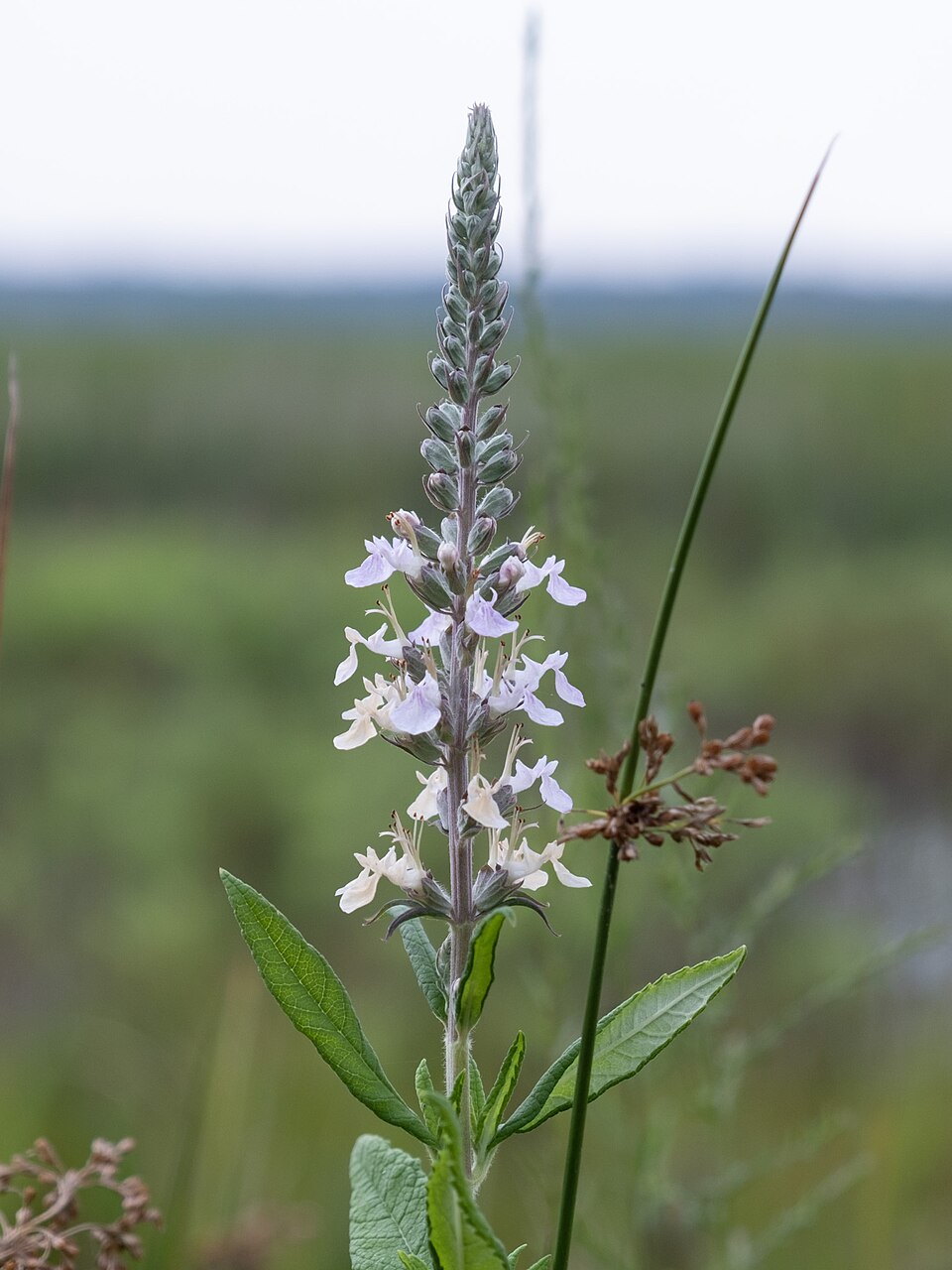 Germandru american
