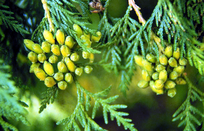 Arborele vieții — Thuja occidentalis