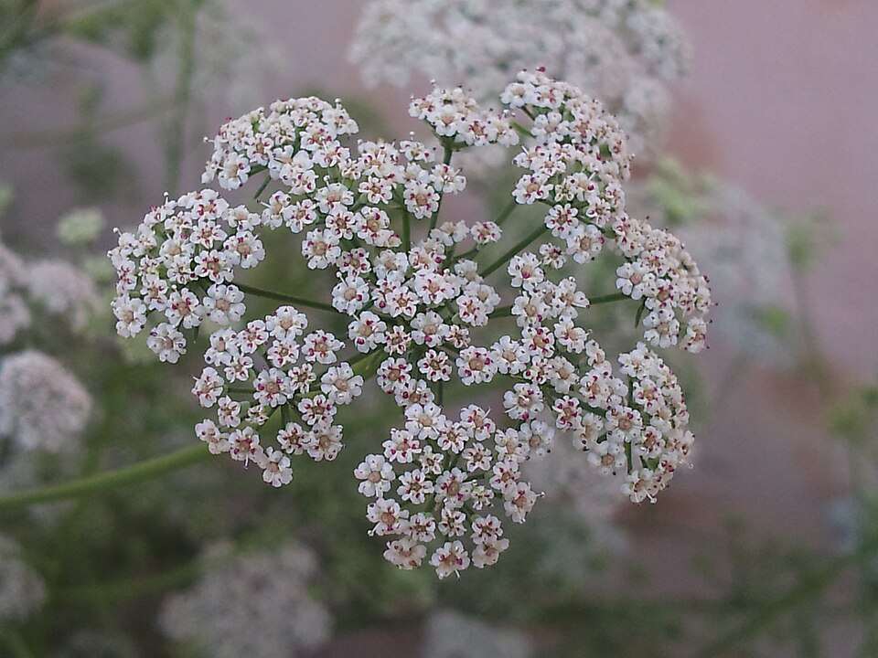 Ajowan — Trachyspermum ammi