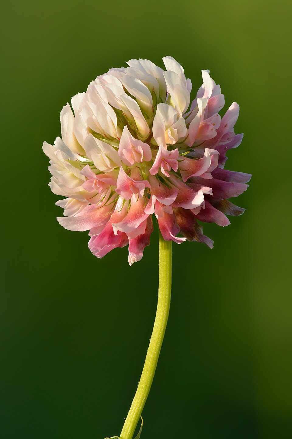 Trifoi hibrid — Trifolium hybridum