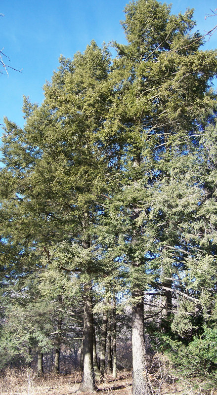 Cicuta canadiană