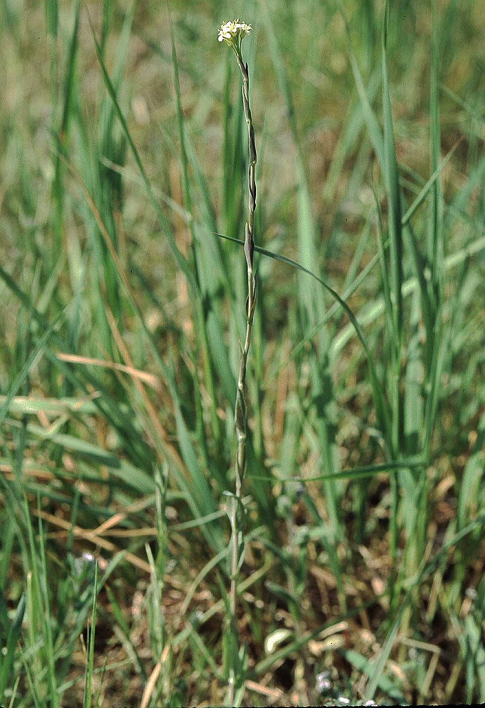 Creson de turn — Turritis glabra