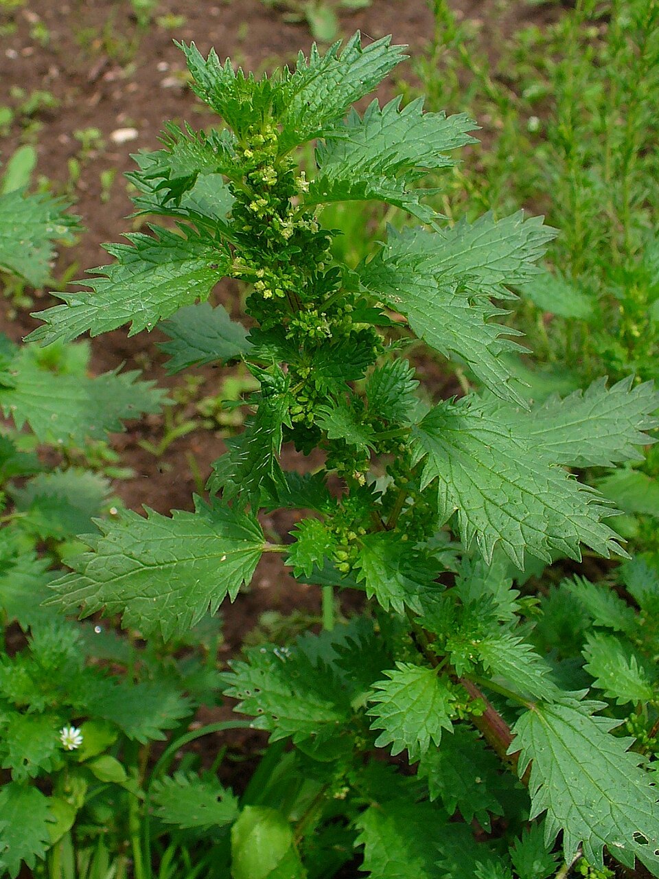 Urzică anuală — Urtica urens