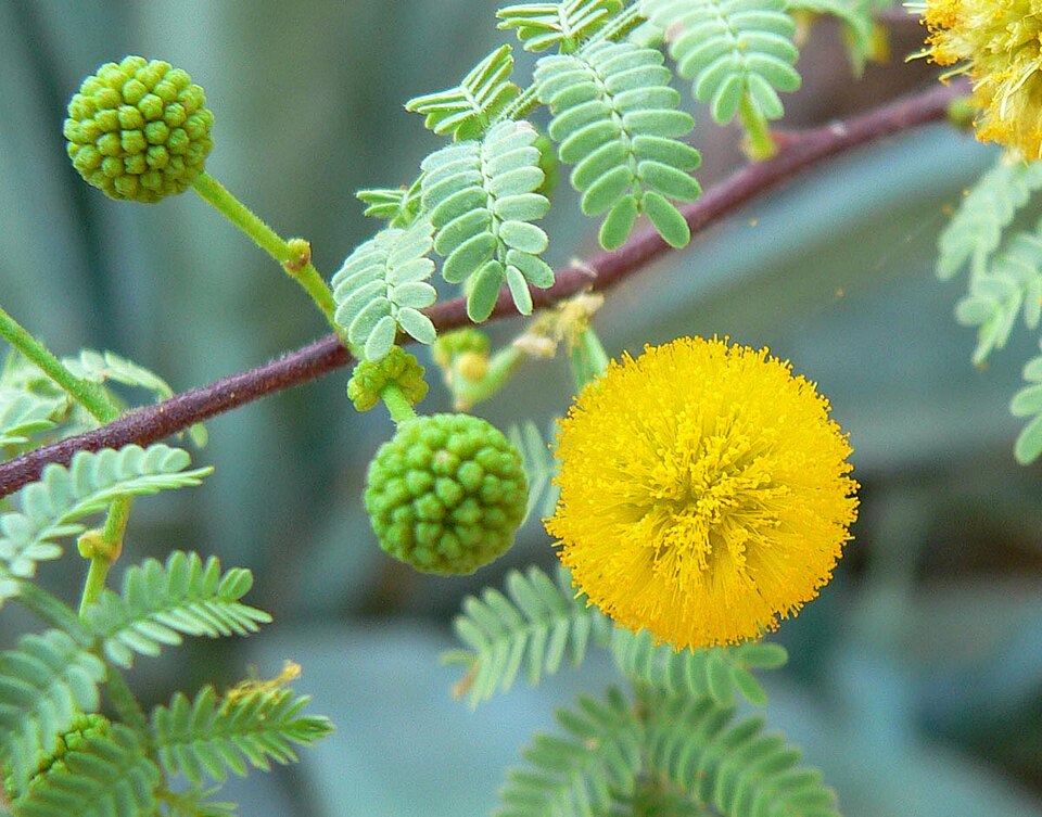 Acacia de Mescat