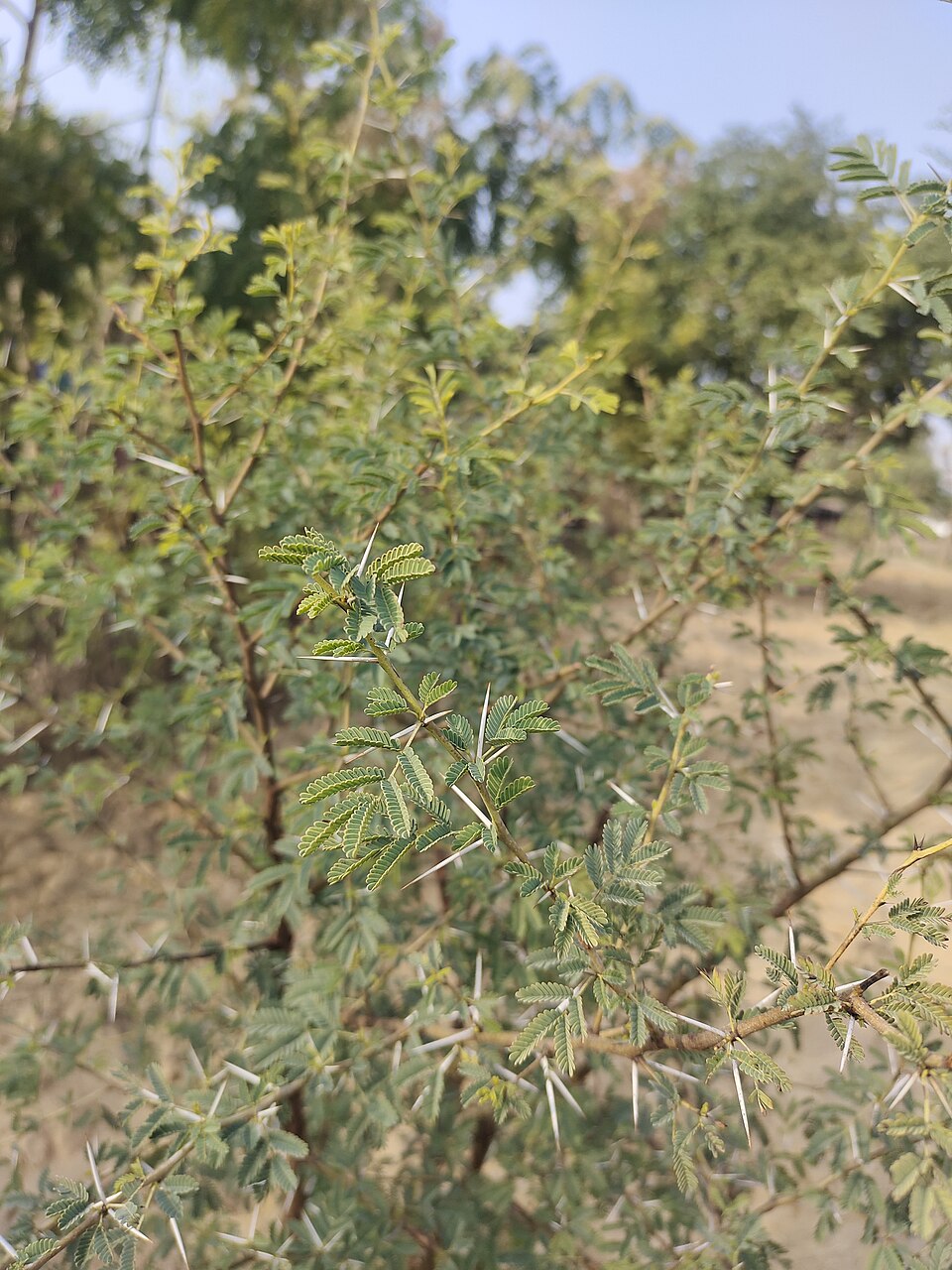 Arborele de gumă arabică