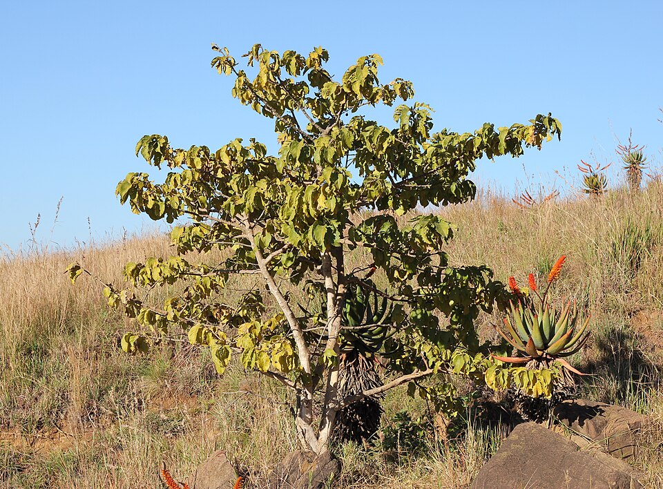 Medlar african