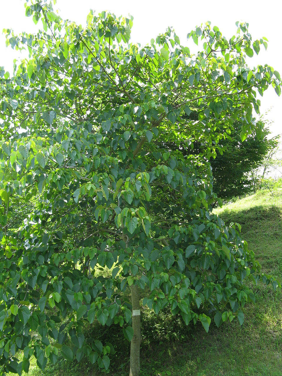 Arbore de tung