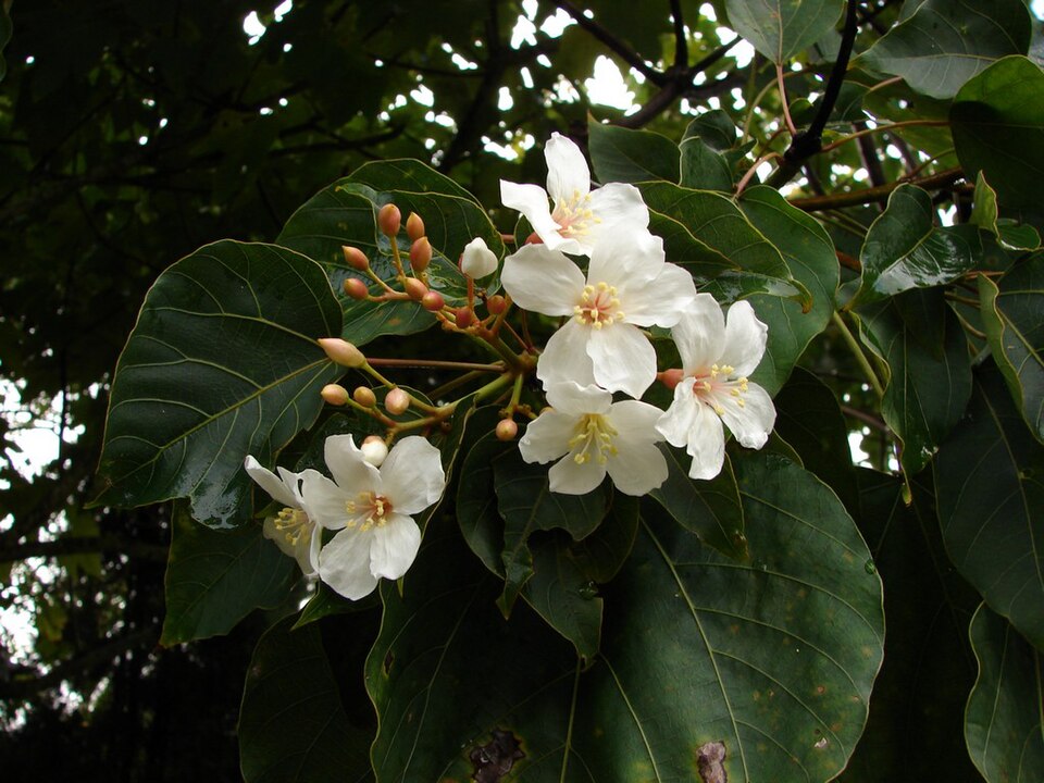 Arborele de ulei de abrasin