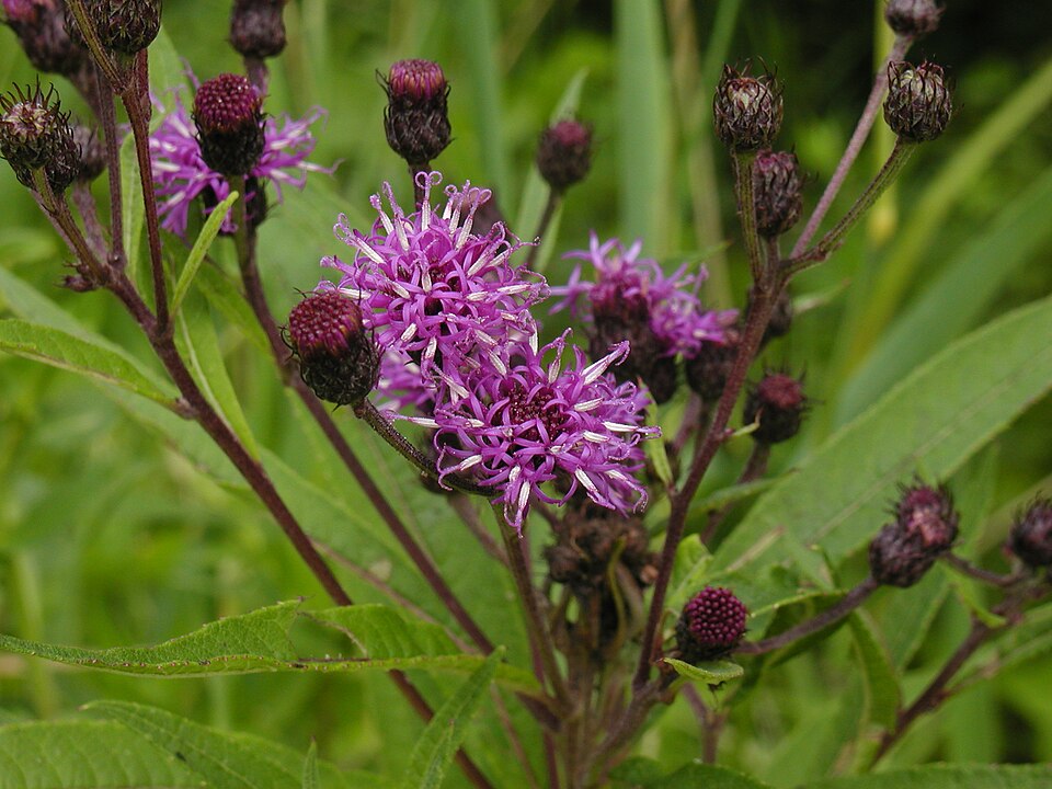 Ironweed de New York
