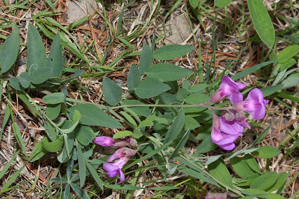 Vică americană — Vicia americana