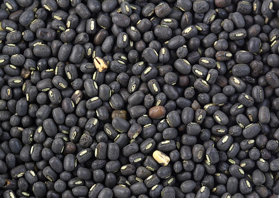 Fasole neagră — Vigna mungo