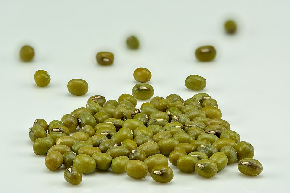 Fasole mung — Vigna radiata