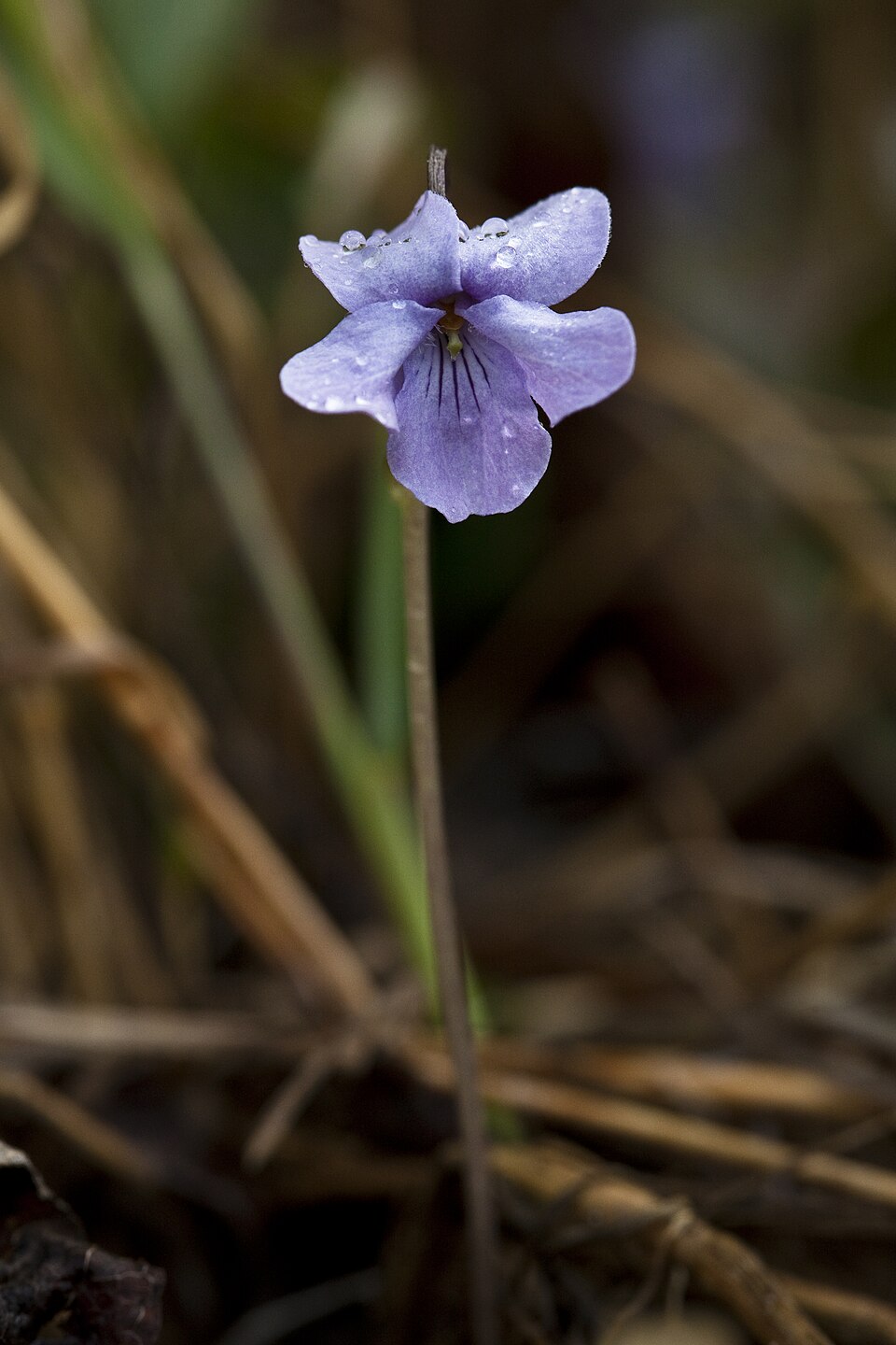Violeta din Alaska — Viola langsdorffii