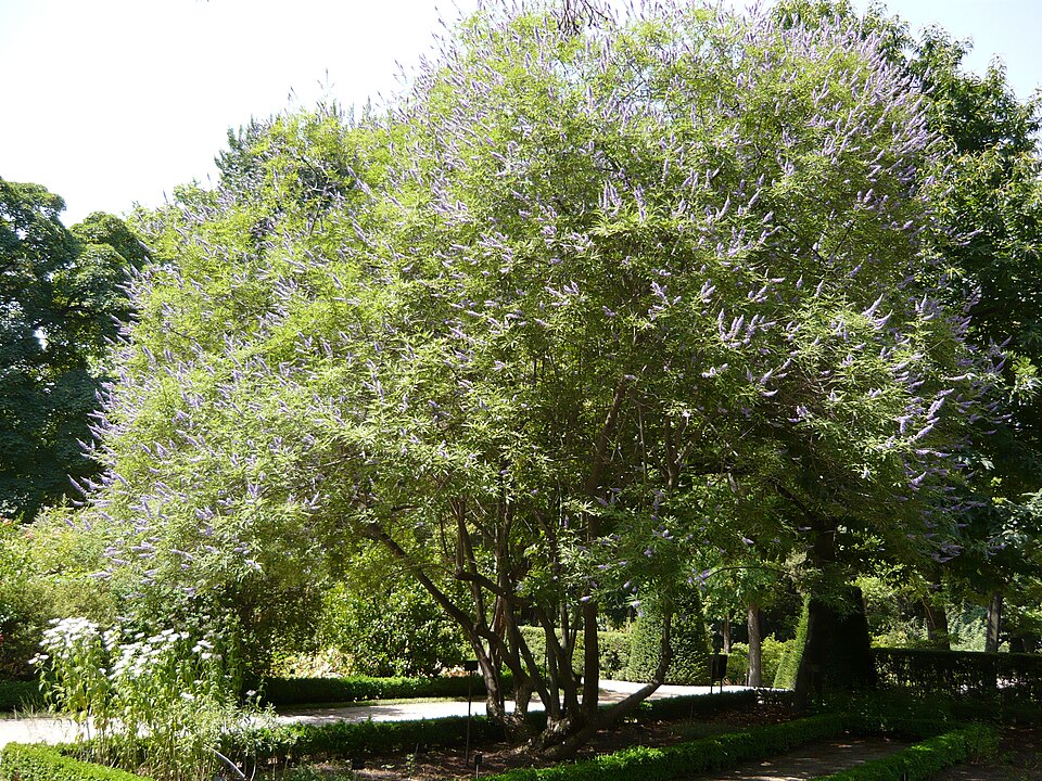 Leușteanul călugărului — Vitex agnus-castus