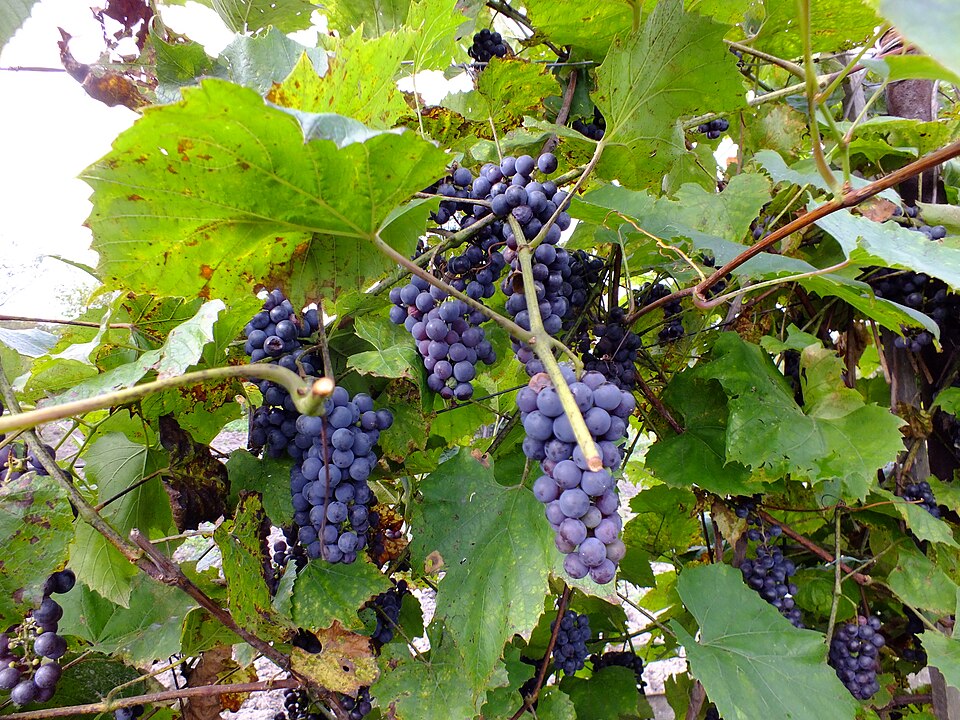 Vița de Amur — Vitis amurensis