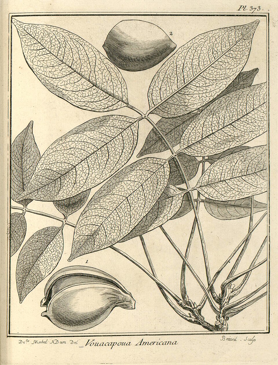 Wacapou
