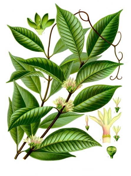 Fructul cerului