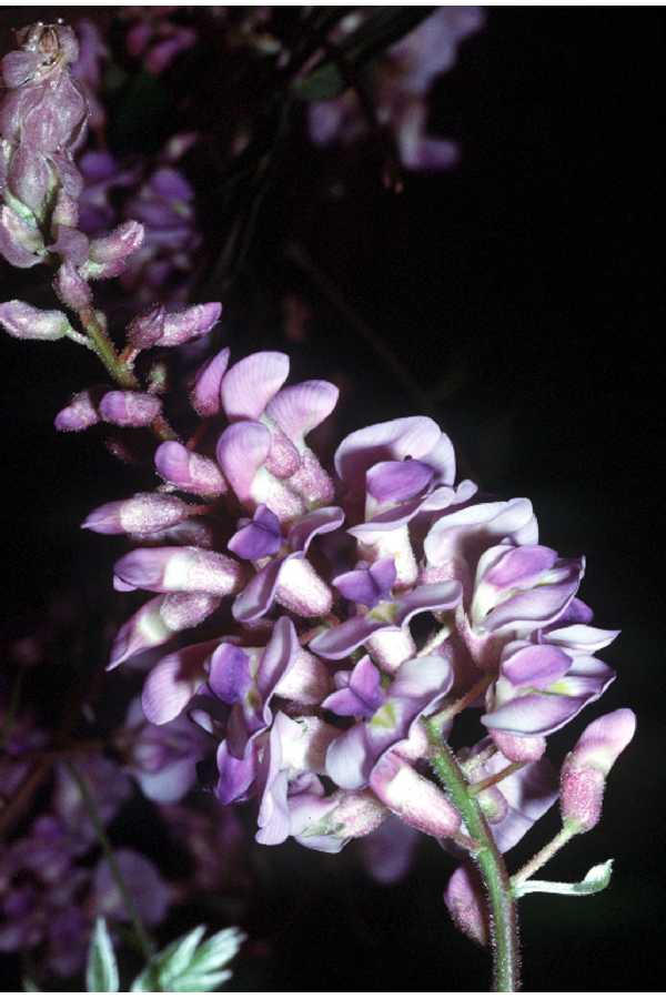 Wisteria americană — Wisteria frutescens