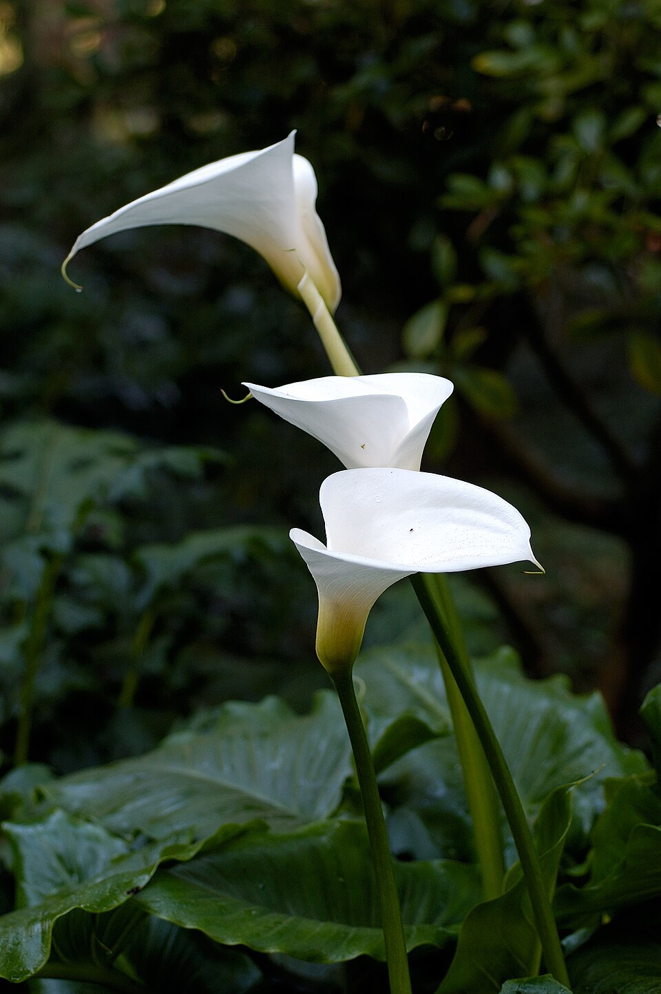 Crinul arum — Zantedeschia aethiopica
