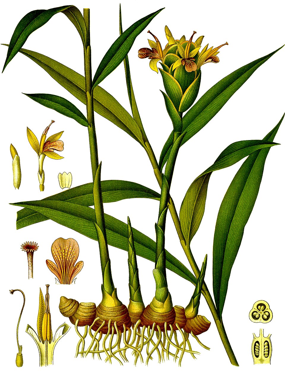 Ghimbir — Zingiber officinale